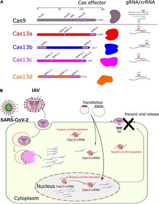 Potential Use of CRISPR/Cas13 Machinery in Understanding Virus–Host Interaction